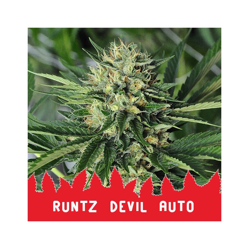 Runtz Devil Auto, Фасовка: 10